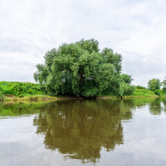 Fototapeta na wymiar Trees next to the Elbe river