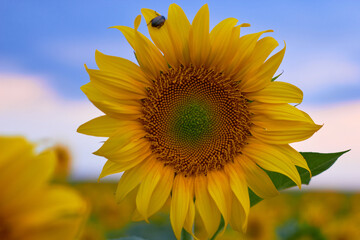 Blooming sunflowers. Yellow petals, green stems and leaves. Rural landscapes. Summer time.