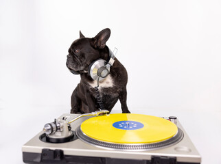 DJ french bulldog playing records