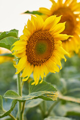Blooming sunflowers. Yellow petals, green stems and leaves. Rural landscapes. Summer time.