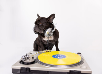 DJ french bulldog playing records