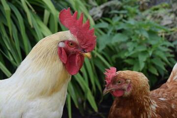 chicken