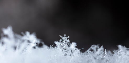 Obraz premium Snow in winter close-up. Macro image of snowflakes, winter holiday background. 