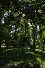 forest