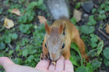 squirrel eating a nut