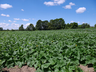 Fototapeta na wymiar Field of zucchini plants growing on a farm