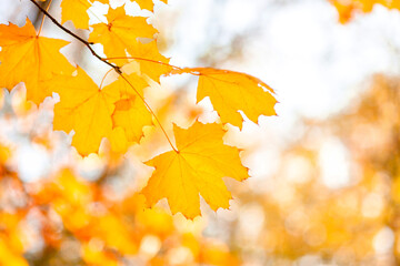 Fototapeta na wymiar Natural autumn maple leaves on a branch, through which the setting sun shines