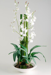 Fototapeta na wymiar Plastic white orchid arrangement on a white background