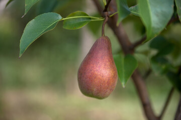 Pear tree. Ripe pears on the tree in the garden. Pears close up. 
