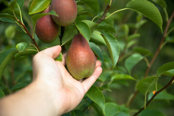 Pear tree, Ripe pear, Take off the pear by hand. 