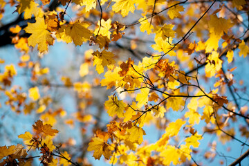 Natural autumn maple leaves on a branch, through which the setting sun shines against the blue sky