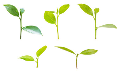 collection of green tree leaves isolated on white background