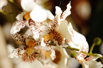 Close up of a plastic white orchid 
