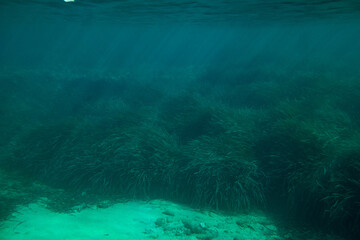 Underwater Posidonia Oceanica seagrass seen in the mediterranean sea with clear blue water. Meadows of this algae are important for the ecosystem and for the marine environment