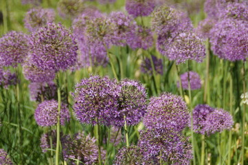 flowers close up