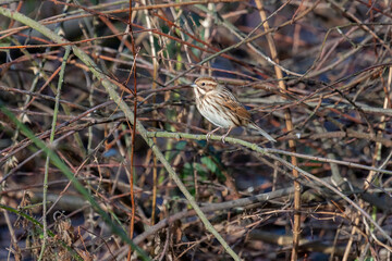 Female Common Reed Bunting (Emberiza schoeniclus) perching on a twig