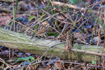 Female Common Reed Bunting (Emberiza schoeniclus) perching on a fallen tree
