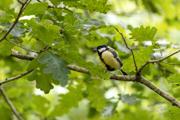 Great Tit resting in the verdant canopy of late summer