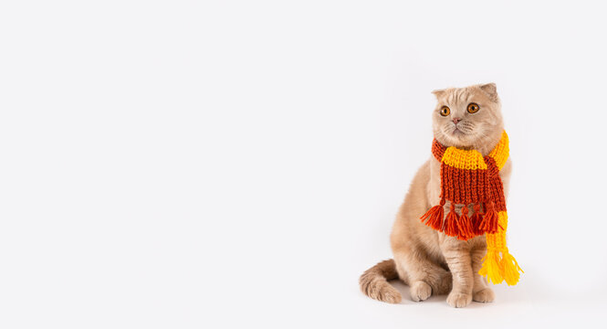 Funny flap-eared kitten wearing knitted scarf sitting on a white background and looking at free copy space for text. Banner for sale, pet shop, event agency, advertisement. Cute, funny kitten