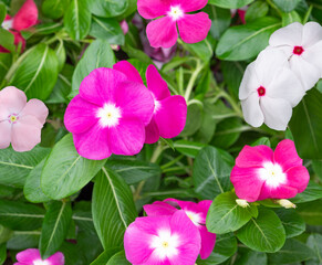 Catharanthus Roseus  or Vinca flower, pink ,white and purple Vinca flower in  garden