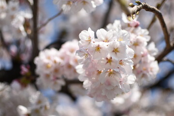 晴れの日の桜