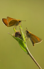 Small skipper