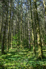bois foret Belgique Wallonie Ardenne Ardennes arbre