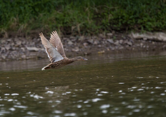 birds on the river in summer