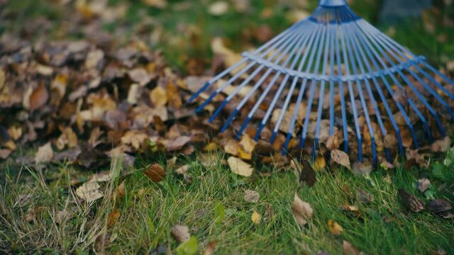 Man picking up fallen autumn leaves in the yard.