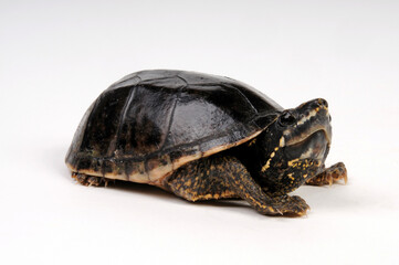 Gewöhnliche Moschusschildkröte - Jungtier // Common musk turtle - juvenile (Sternotherus odoratus)