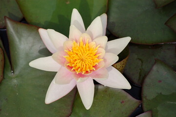 Water lily flowering in the botanical garden