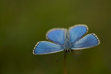 Adonis blue butterfly