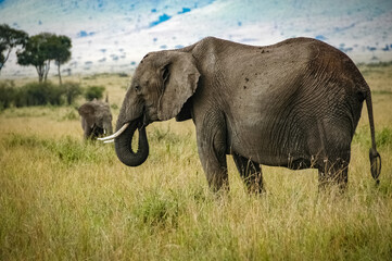 elephant roaming in Kenya Africa