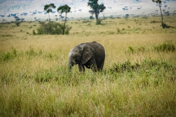 Naklejka na ściany i meble elephant roaming in Kenya Africa