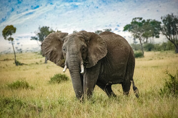 Fototapeta na wymiar elephant roaming in Kenya Africa