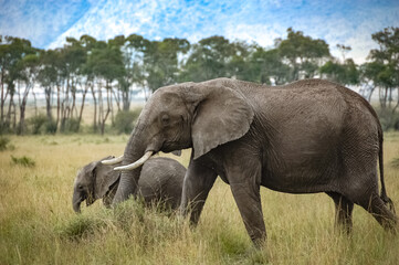 Fototapeta na wymiar elephant roaming in Kenya Africa