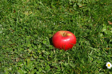 Red apple in the grass