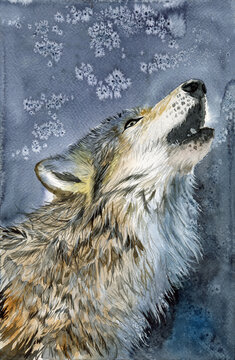 Watercolor illustration of a wolf with fluffy grey fur, throwing his head into the lead-grey winter sky