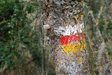 White, red and yellow tree signal