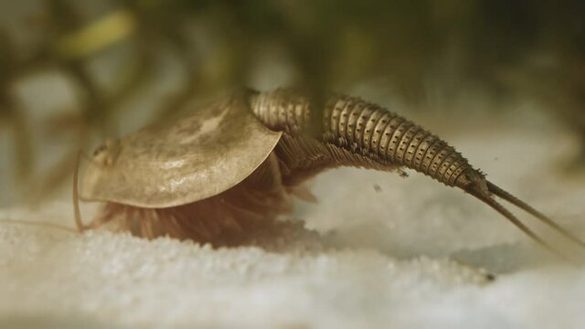 Triops or tadpole shrimp, a living fossil. Oldest living specimen in the world.