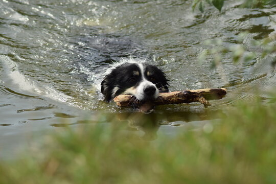 Border collie is swimming in the water. It was autumn photo workshop.