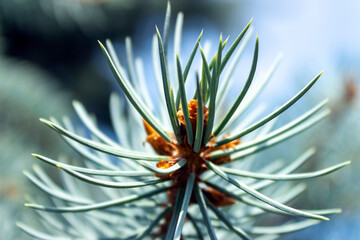 pine needles with selective focus with blurred background