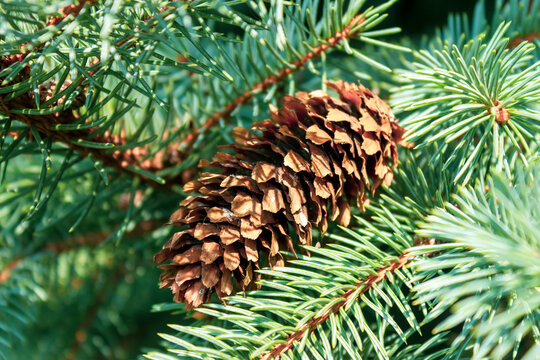 pine cone with blurred background
