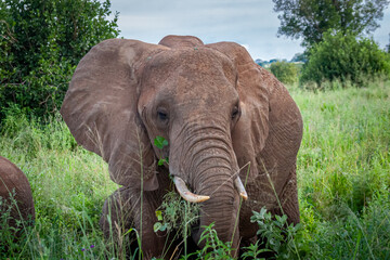 Fototapeta na wymiar Elephant family walks through the high grass in Tanzania
