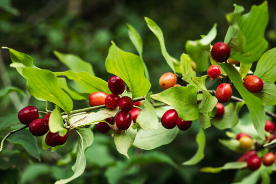 Red berries of dogwood on a branch.
