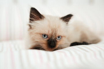 Cute white little kitten with black ears is snuggled up in a white bed while trying to sleep. Cat pet looking at camera