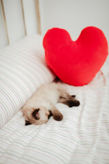 Fototapeta na wymiar Cute white little kitten with black ears is snuggled up in a white bed sleeping with a stuffed heart shape