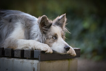 Obraz premium border collie is lying on the bench. He is so cute dog.