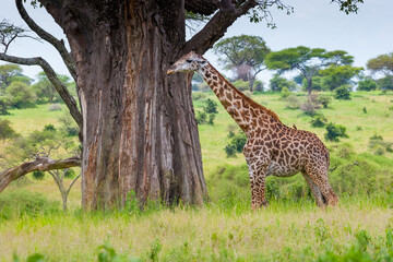 Masai giraffe stands next to upside down tree in Tanzania.