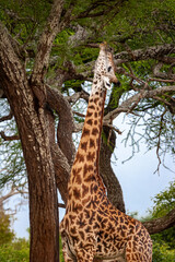Masai giraffe at full stretch in Tanzania, Africa